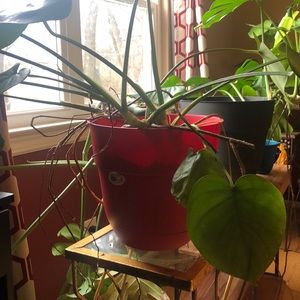 A new adorable plant , Grows in about 2 days !!